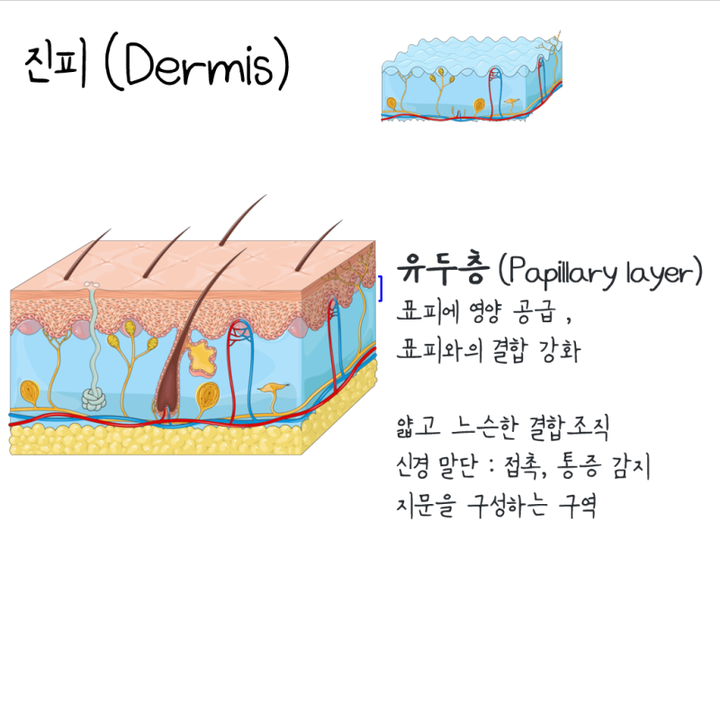 [피부 (Skin)]쉽게 이해하기 : 표피, 진피, 피하층 : 네이버 블로그