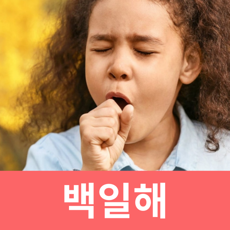  성인 백일해 원인 증상 주사 임산부 예방접종 예방법