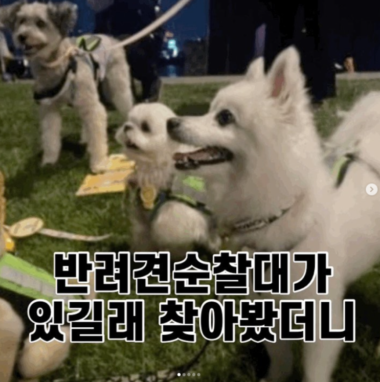 반려견 순찰대 찾아봤더니