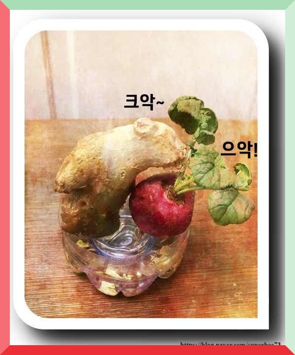  아기 소철 삼형제 완결편