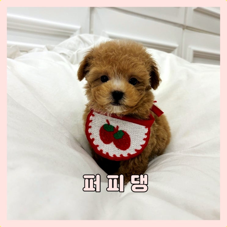  강아지분양 비용 알아보고요