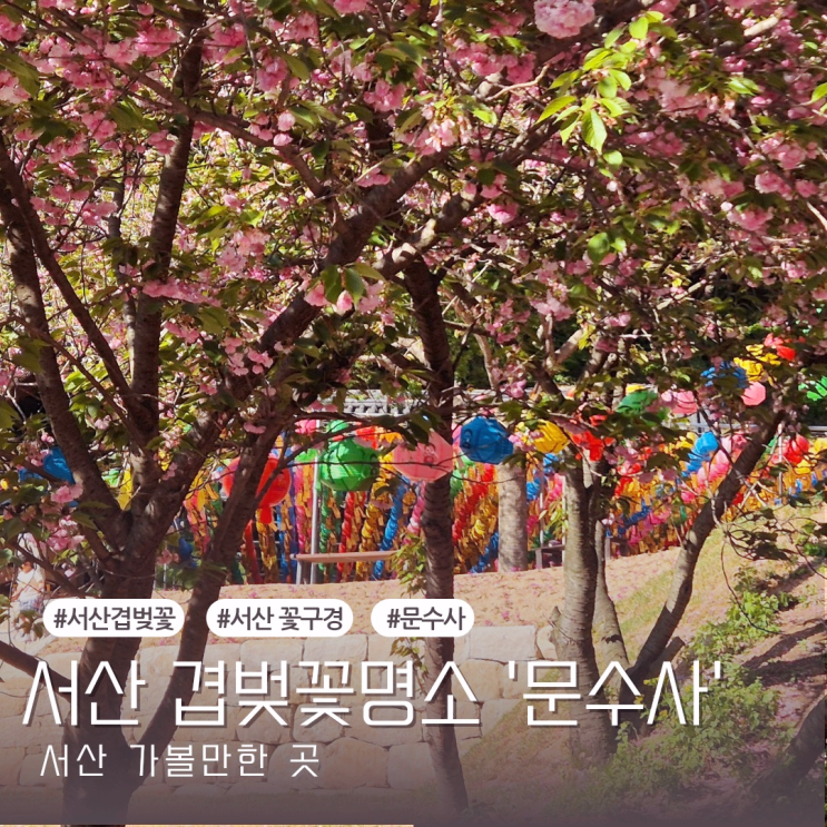  [서산 가볼만한곳] 충청도 겹벚꽃 명소 서산 문수사