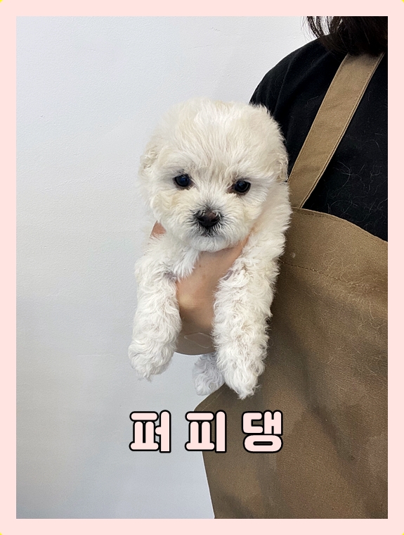  용인애견분양 샵에 대해서