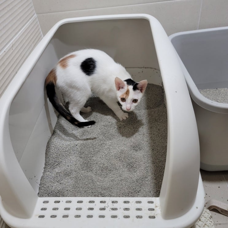  고양이 모래 추천 고양이 화장실은 벤토나이트 우주모래