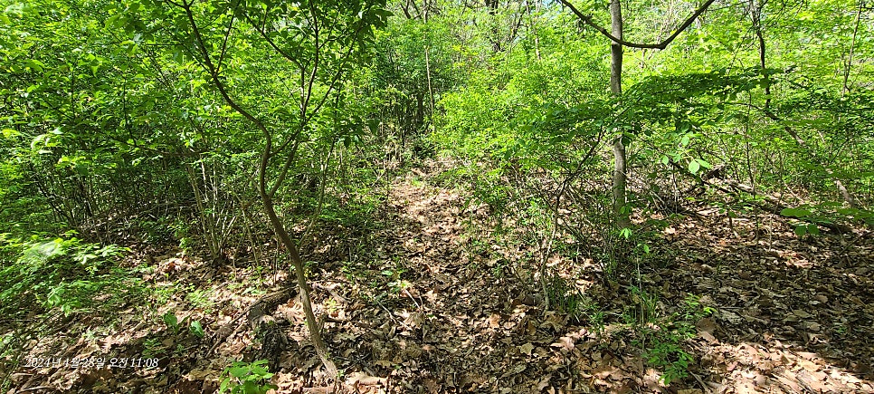 박이뫼산 사진 4