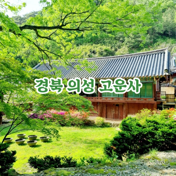  경북 의성가볼만한곳 고운사 feat 걷기 좋은 사찰