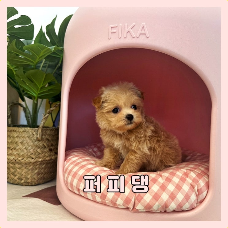  새끼강아지분양 강아지책임분양 찾아요