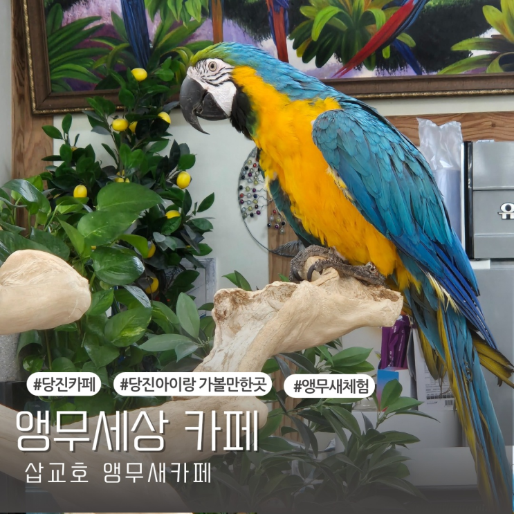  [당진 여행] 삽교호 아이랑 가볼만한곳 앵무새 카페 앵무세상카페