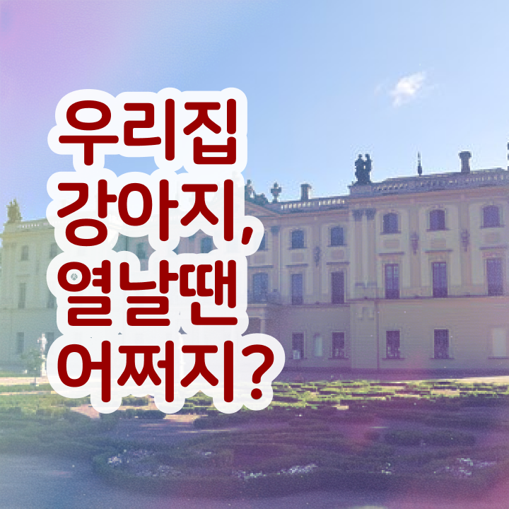  동물조련사자격증 , 반려동물관리사 자격증 온라인으로 쉽게 시험준비 알아보기