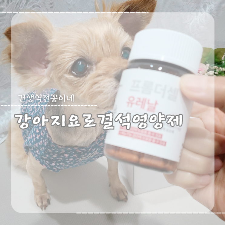 강아지 요로결석 혈뇨 방광염 영양제 유레날 노견 신장관리