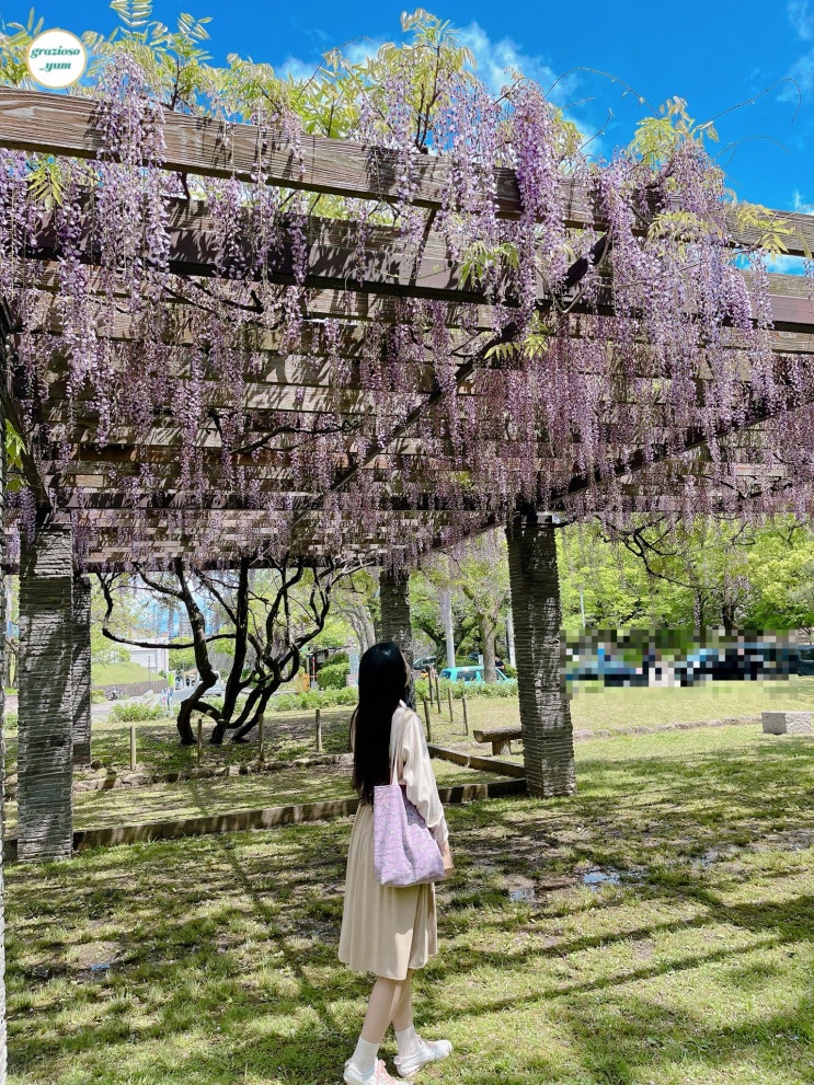 후쿠오카여행 마이즈루공원 등나무꽃정원 위치 개화상황 오호리에서 가는방법 놀거리 후쿠오카여행 마이즈루공원 등나무꽃정원 위치 개화상황 오호리에서 가는방법 놀거리