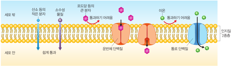 생명과학 2 - 세포막과 효소