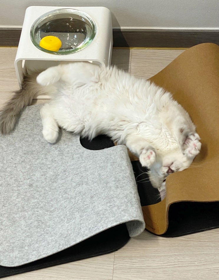  명품 고양이 시베리안 포레스트 네바마스커레이드