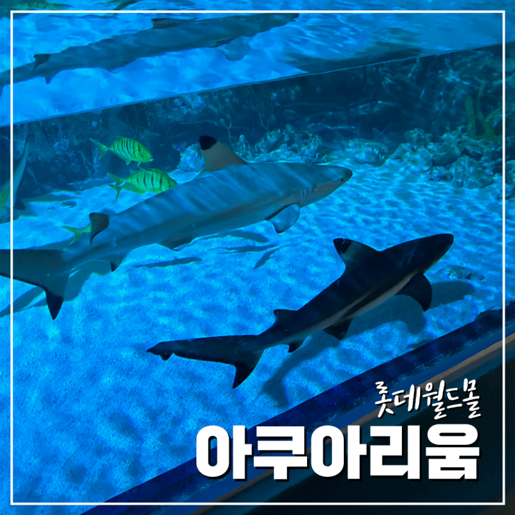  롯데월드몰 가보고 싶었던 아쿠아리움 다녀왔어요