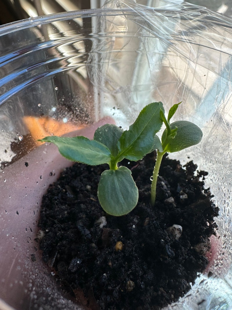 2024년 4월 29일 - 30일 미국주식일지(24.4.29 21시36분쯤 업로드) : 네이버 블로그