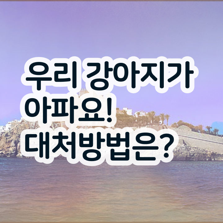  서울 반려동물의료비지원 , 반려동물관리사 자격증 온라인으로 쉽게 취득한 과정 및 취업 전망