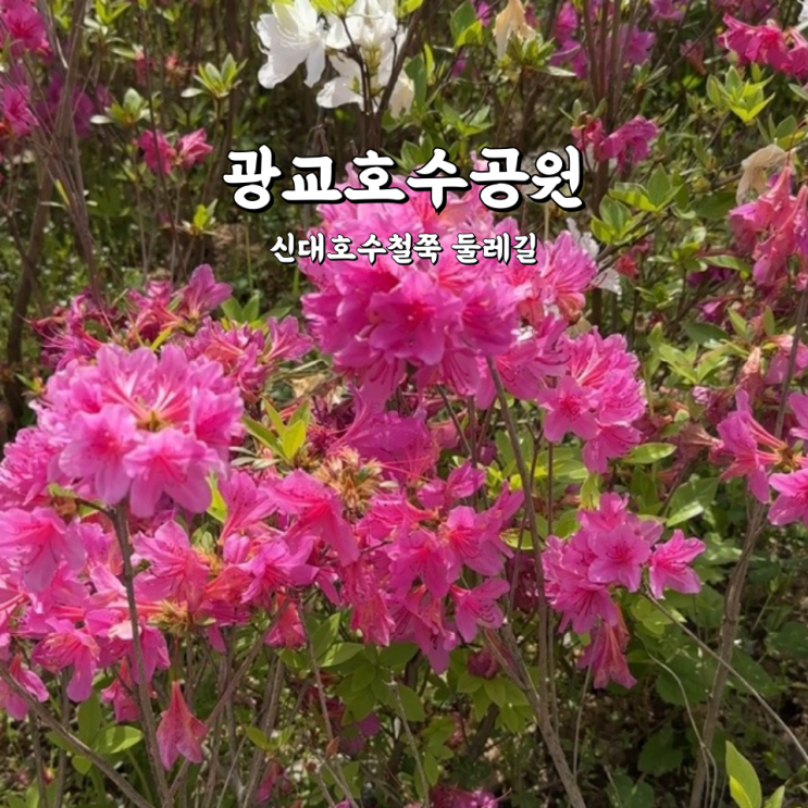 광교호수공원 철쭉동산 걷기 좋은 신대호수철쭉 둘레길