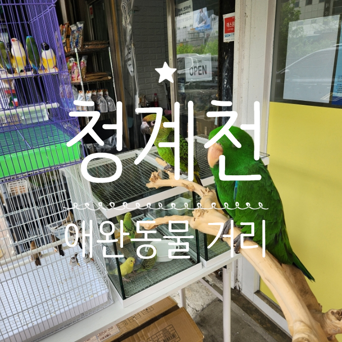 청계천 애완동물거리 수족관거리 아이와 가볼만한 곳