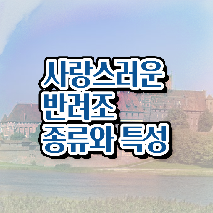  사랑앵무 분양 , 반려조관리사 자격증 20일 만에 취득한 노하우 , 구인,구직 정보