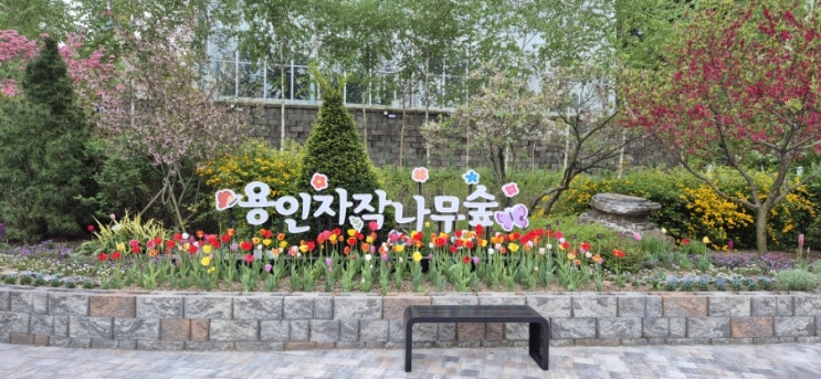  아이와가족나들이 용인대형카페 베툴라 베이커리카페 & 용인자작나무숲
