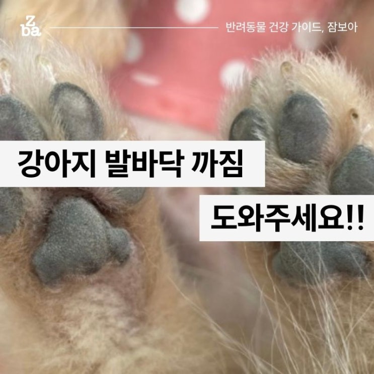  강아지 발바닥 까짐 보습제만 바꿨을 뿐인데 생긴 일.