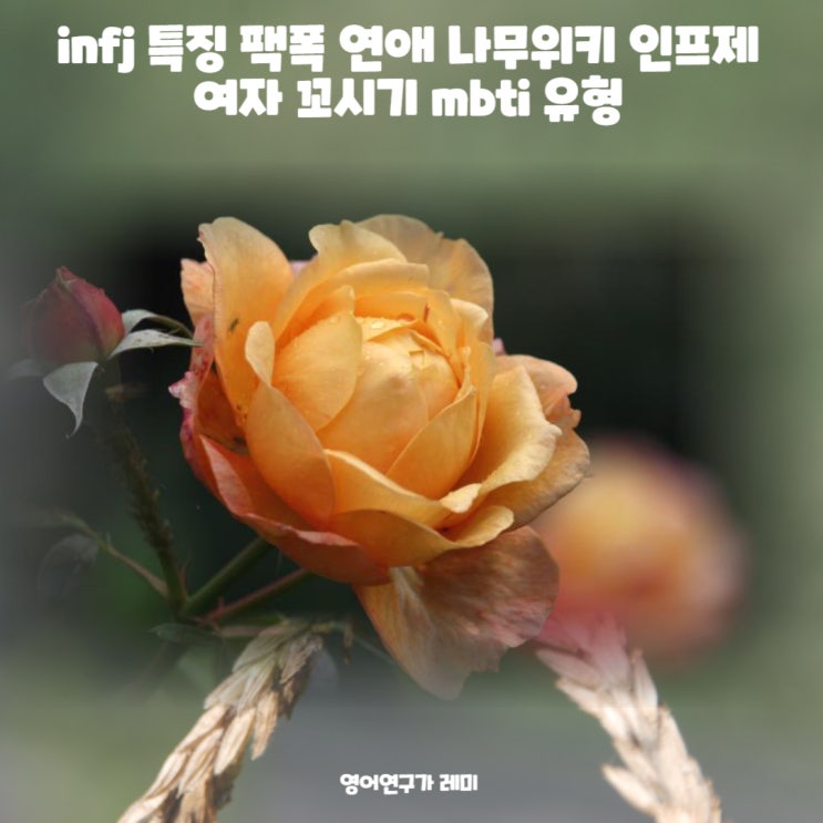 infj 특징 팩폭 연애 나무위키 인프제 mbti 유형 infj 특징 팩폭 연애 나무위키 인프제 mbti 유형