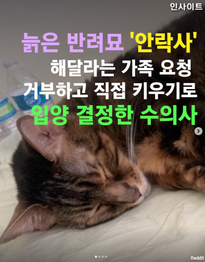  늙은 반려묘 안락사 요청한 가족