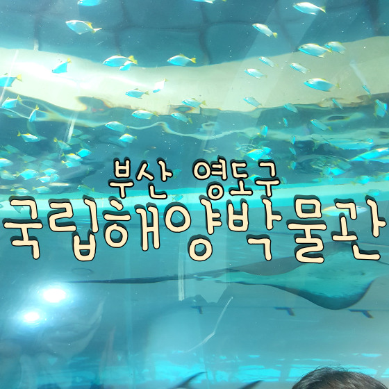  부산 영도 아이 어른 모두 가기 좋은 작은 수족관이 있는 국립해양박물관