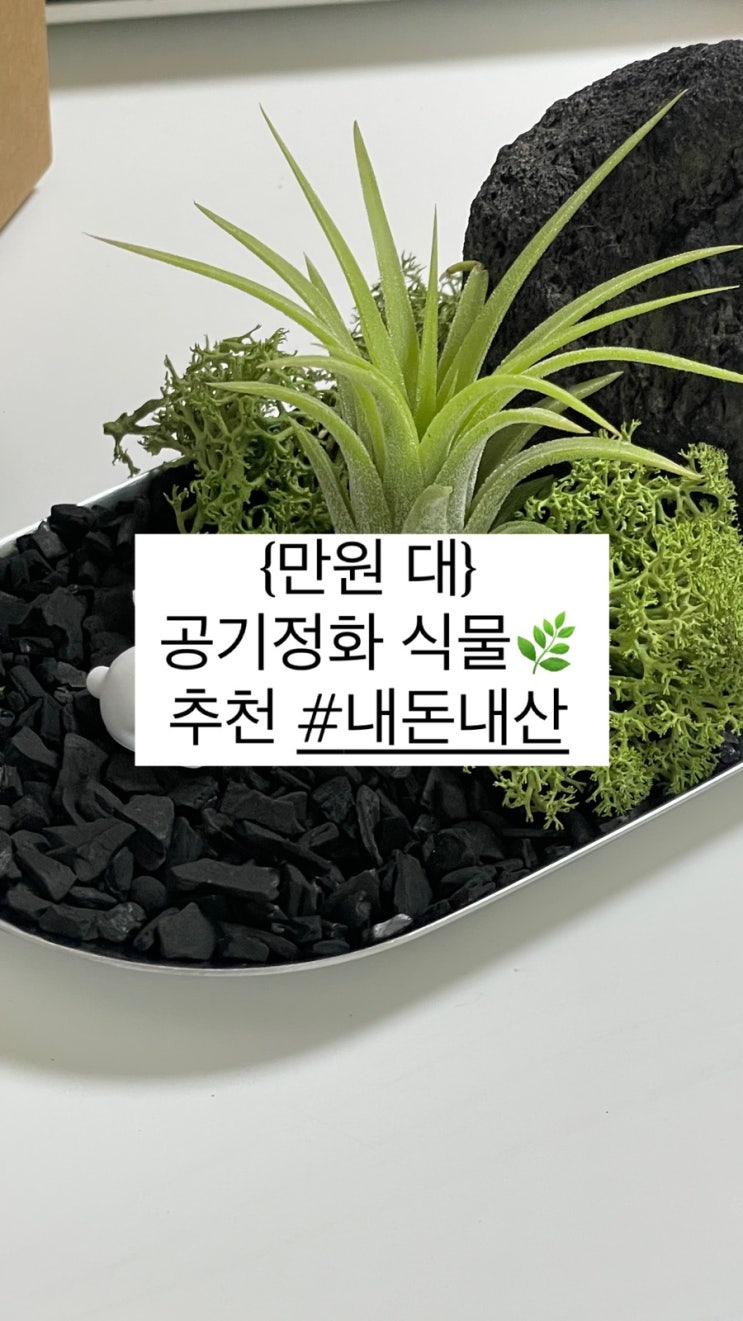  [만원대]공기정화 탈취 인테리어 소품 추천