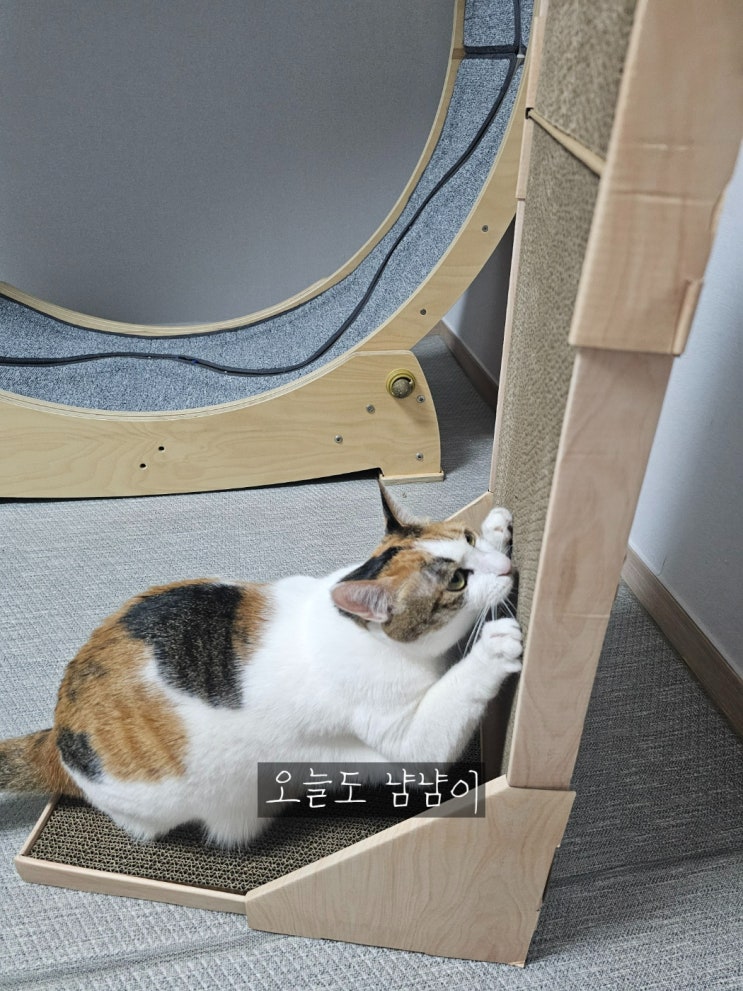  [내돈내산]치즈마켓_수직스크래쳐(F.우리집 고양이)