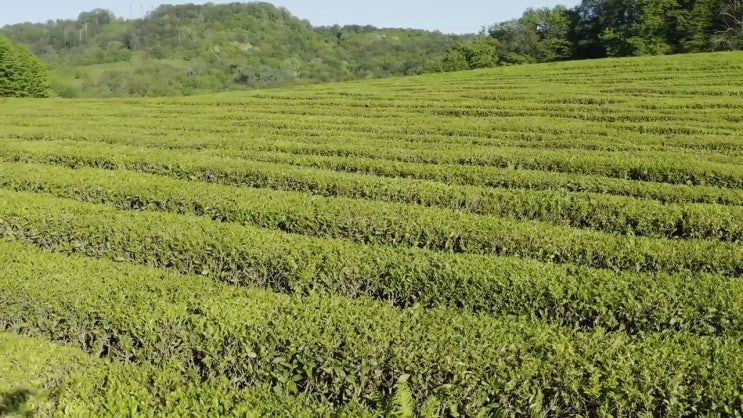  축산산업기사 취득자격 온라인 과정으로 쉽고 빠르게 끝냈던 방법