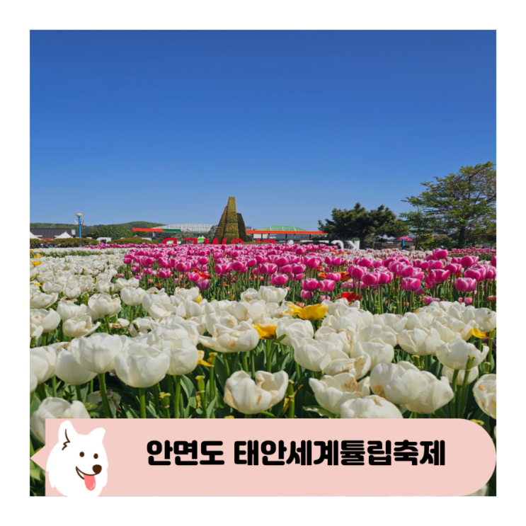  안면도 태안세계튤립축제 주말 방문 꿀팁
