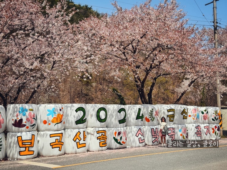  금산 보곡산골 산벚꽃 축제 데이트 후기