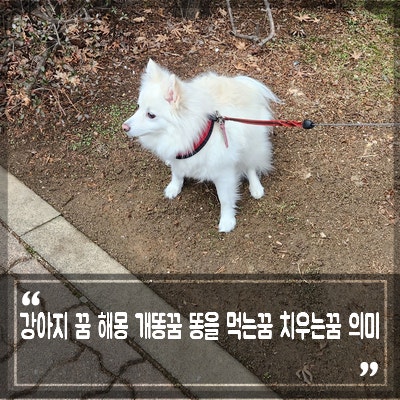 강아지 꿈 의미 개똥을 먹는꿈 밟는꿈 강아지똥꿈 해몽