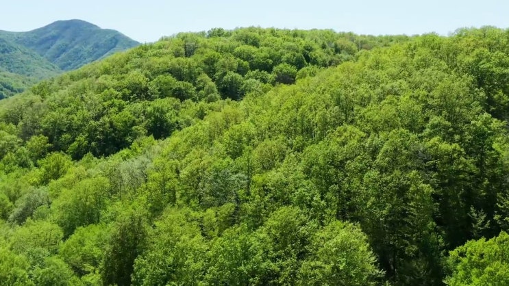  산림기사 자격 산림기사 시험자격 온라인 수업으로 5달만에 준비한 후기