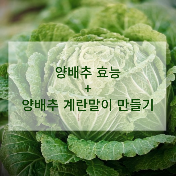  양배추 효능 양배추 고르는법 씻는법 더하기 양배추 요리 계란말이 만들기