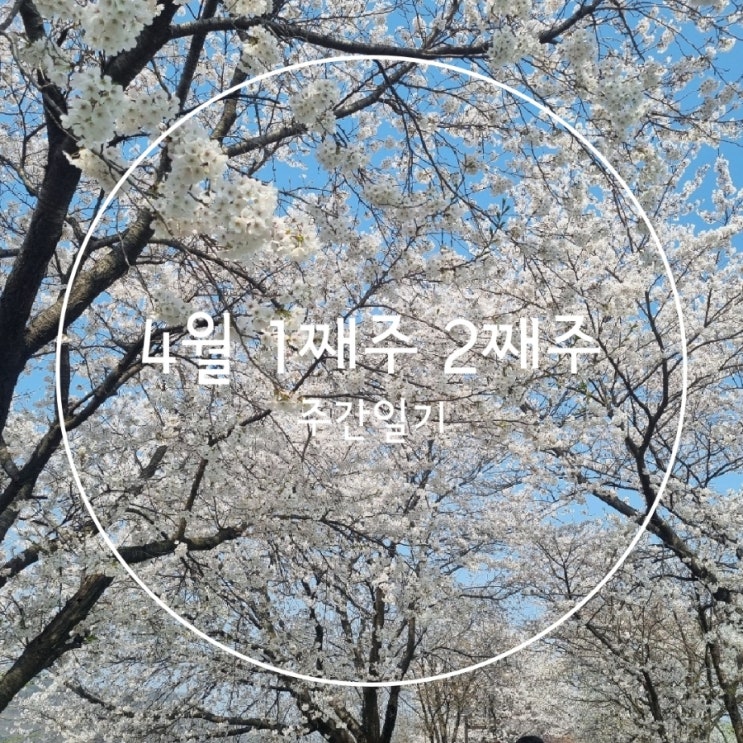 4월 1째주 2째주 주간일기 축구 벚꽃 자부
