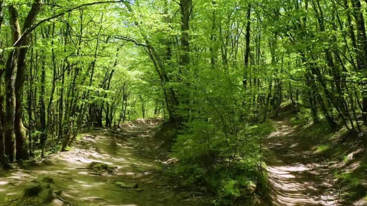  조경산업기사 실기합격률 조경산업기사 응시자격 학점은행제로 단기간에 끝낸 전략