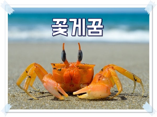 꽃게꿈 길몽 흉몽 수북한 꽃게꿈 해몽