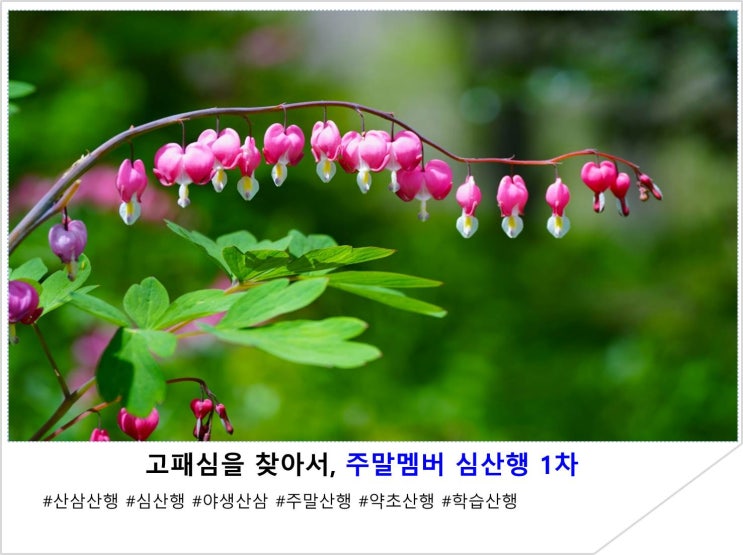  고패심을 찾아서, 주말멤버 심산행 이야기 1차