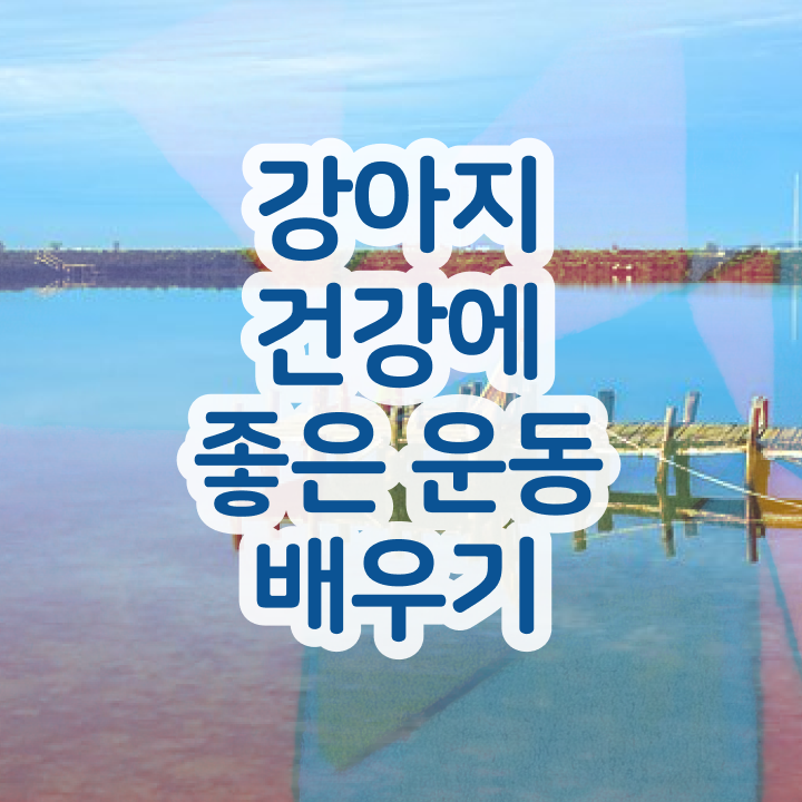  동물보건사 전망 , 반려견운동지도사 취득한 노하우 , 구인 취업 급여