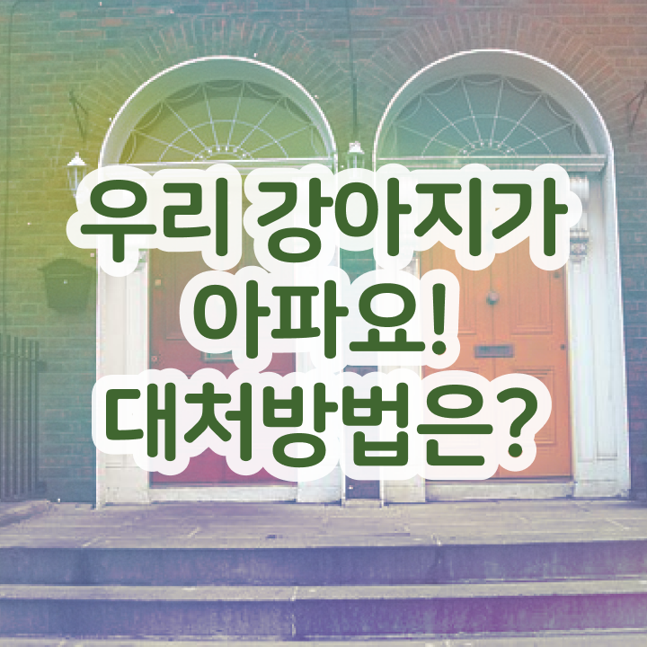  반려견 교육, 말로 소통하기 , 반려동물관리사 자격증 온라인 교육으로 취득한 노하우 및 향후 전망