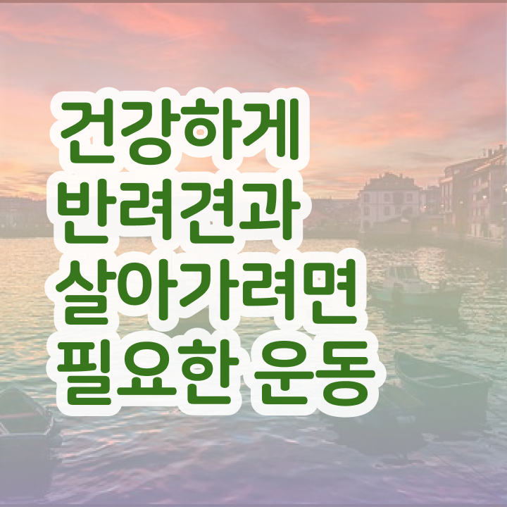  반려동물 등록 과태료 반려견운동지도사 비용없이 온라인으로 취득한 노하우