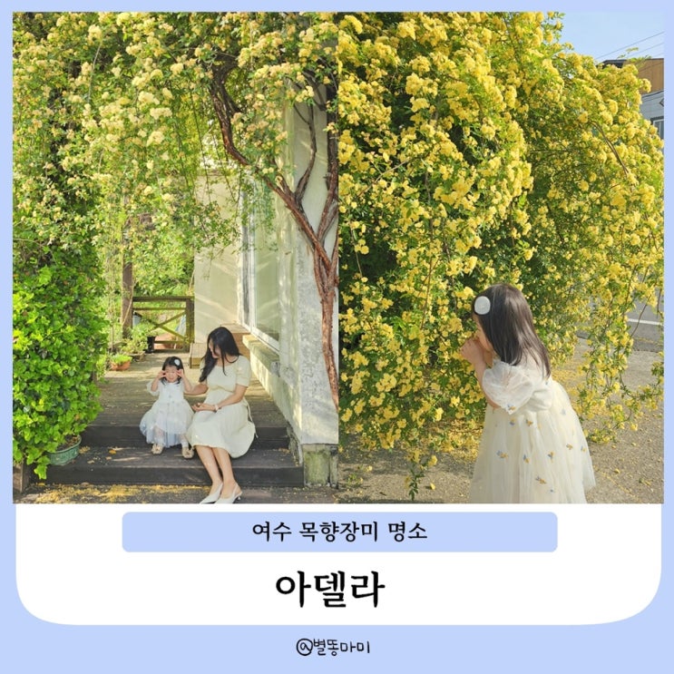  여수 목향장미 명소 아이랑 가기 좋은 곳 아델라 카페