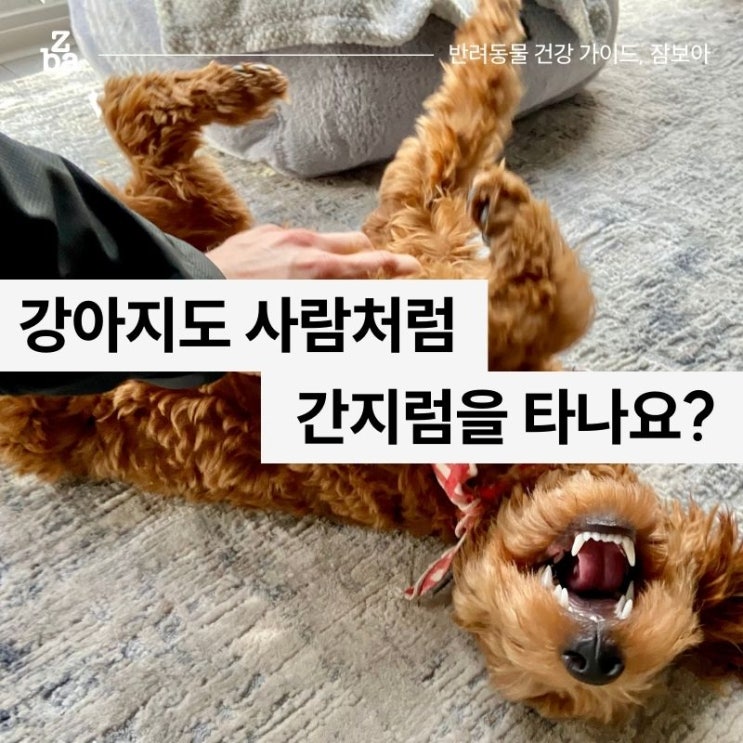  강아지도 사람처럼 간지럼을 타나요?