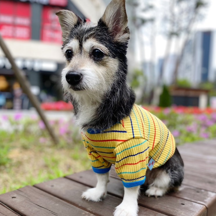  강아지봄옷 추천 munggu shop 줄무늬티셔츠