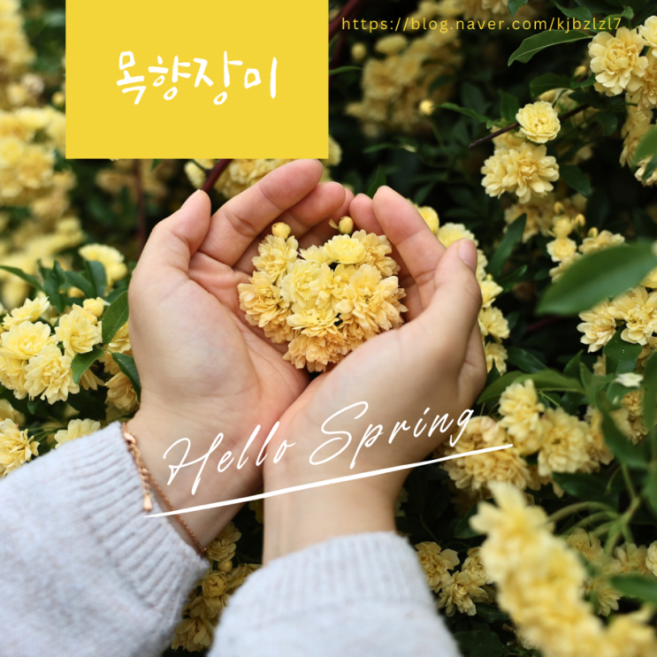  창원 마산 목향장미 명소 차오름카페 포토존 베스트3