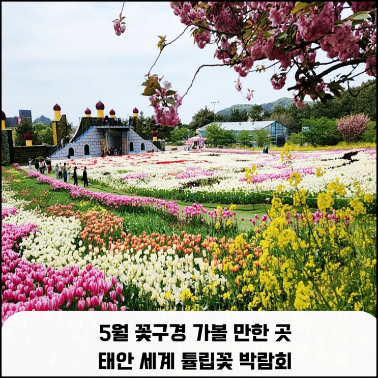  5월 꽃구경 가볼 만한 곳 태안 세계 튤립꽃 박람회
