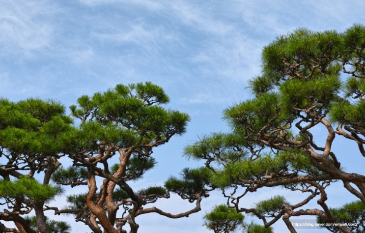  봄철 불청객 꽃가루, 송화가루의 장점 및 건강관리법