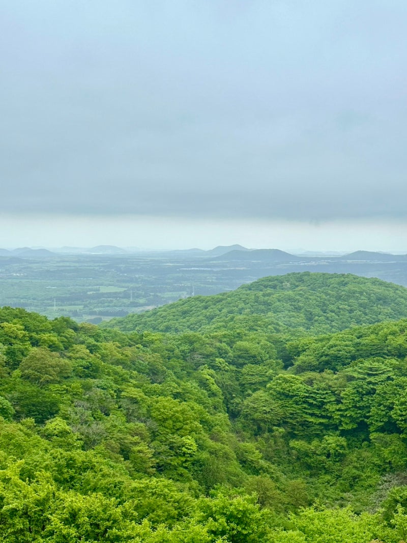 울창한 활엽수림과 촉촉이 안개 낀 날에는 신비로운 풍경을 자랑하는 '절물오름'(feat. 절물자연휴양림, 유아동반가능,소요시간,입장료)  : 네이버 블로그, image size:800x1067